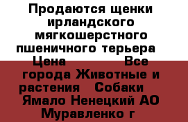 Продаются щенки ирландского мягкошерстного пшеничного терьера › Цена ­ 30 000 - Все города Животные и растения » Собаки   . Ямало-Ненецкий АО,Муравленко г.